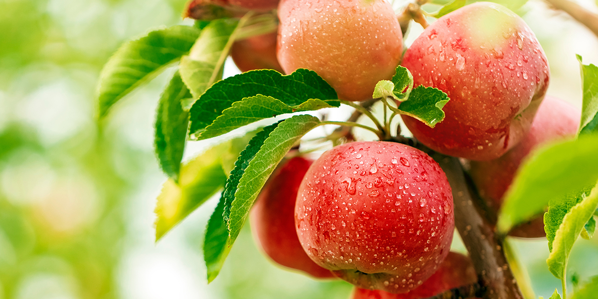 リンゴ/Apple