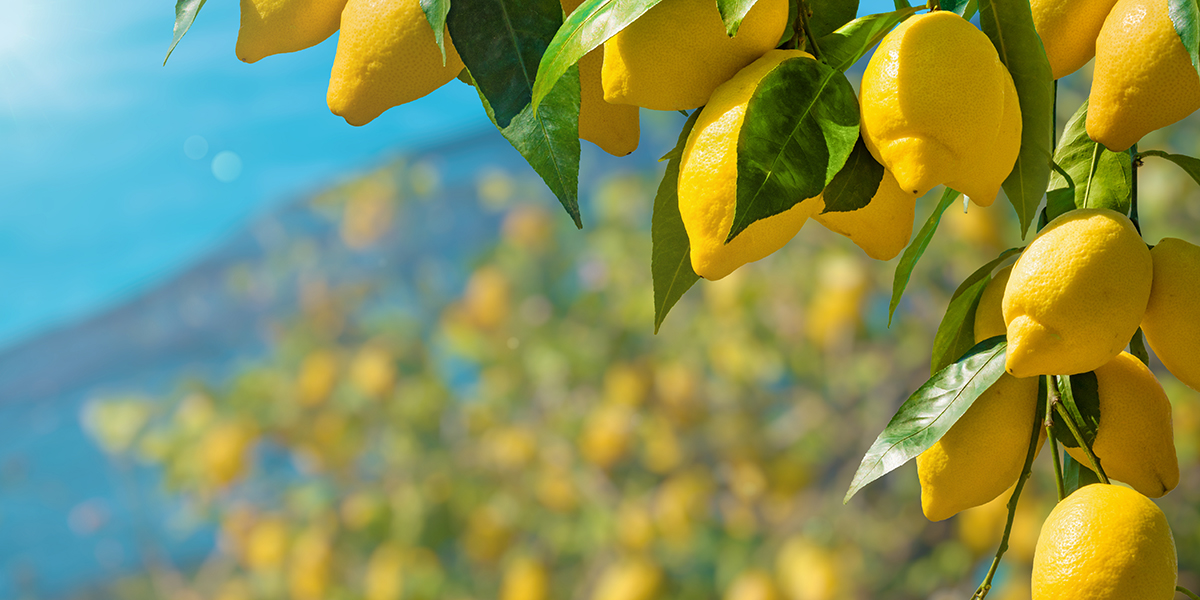 レモン/Lemon